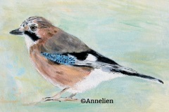 107.-Vlaamse-gaai-portret 107.-Vlaamse-gaai-portret